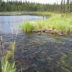 Lineable Rapids under the beaver dam
 / 